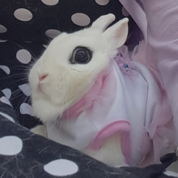 Meet your Posher, Amelia - Picture 9 of 13